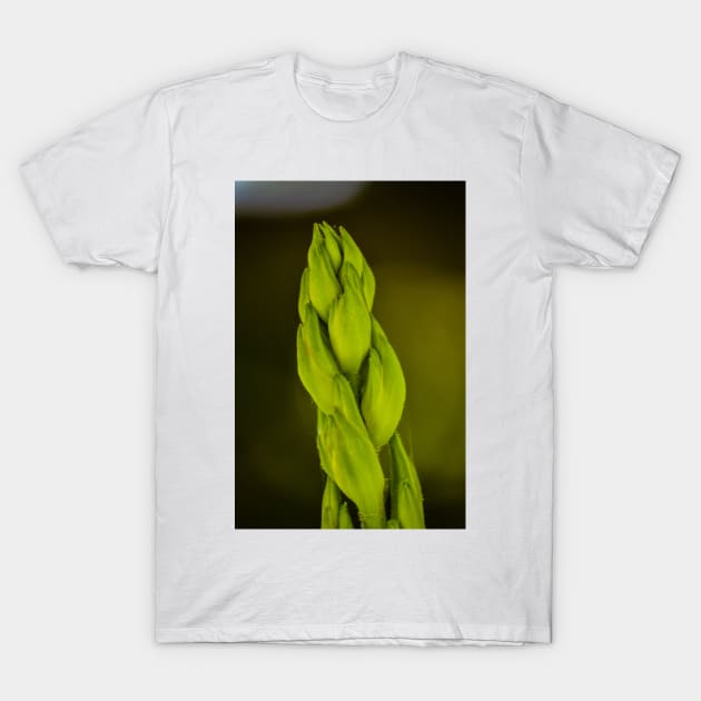 Giant Stalk T-Shirt by srosu